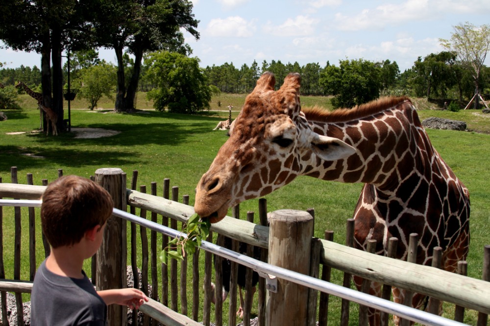 kid feeding a giraffe